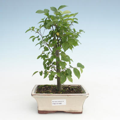Indoor bonsai - Celtis chinensis - hackberry PB2191482
