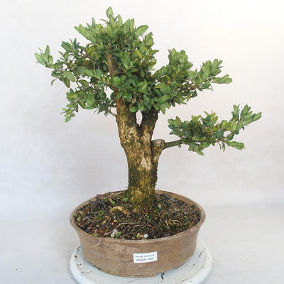 Outdoor bonsai - Boxwood - 1