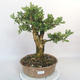 Outdoor bonsai - Boxwood - 1/5