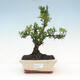 Indoor bonsai - Buxus harlandii - Cork boxwood - 1/3