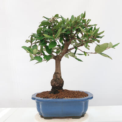Outdoor bonsai-Kalina Bodnanská - Viburum carlesii - 1