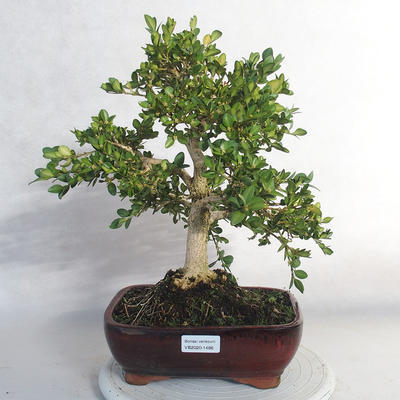 Outdoor bonsai - Boxwood - 1