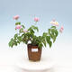 Room Bonsai - Australian Cherry - Eugenia uniflora - 1/4