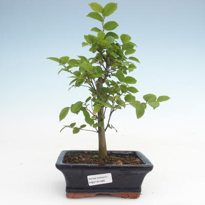 Indoor bonsai - Celtis chinensis - hackberry PB2191488
