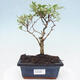 Room bonsai -Ligustrum variegata - Bird's eye - 1/4