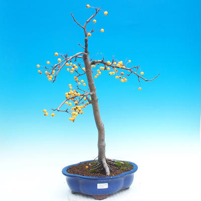 Outdoor bonsai - Malus halliana - Malpopled apple tree - 1