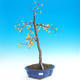 Outdoor bonsai - Malus halliana - Malpopled apple tree - 1/5