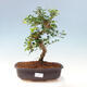Indoor bonsai -Ligustrum retusa - small-leaved bird's beak - 1/5
