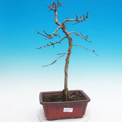Outdoor bonsai - Hawed one
