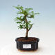 Indoor bonsai - Zantoxylum piperitum - Peppermint - 1/4