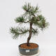 Outdoor bonsai - Pinus Nigra - Black pine - 1/4