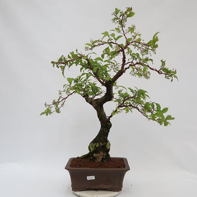 Outdoor bonsai - beautiful Callicarpa - 1