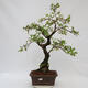Outdoor bonsai - beautiful Callicarpa - 1/7