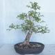 Outdoor bonsai -Ulmus GLABRA Elm VB2020-495 - 1/5