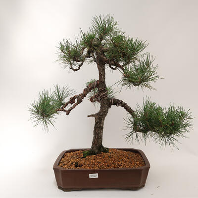 Outdoor bonsai - Pinus sylvestris - Forest pine - 1