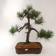 Outdoor bonsai - Pinus sylvestris - Forest pine - 1/5