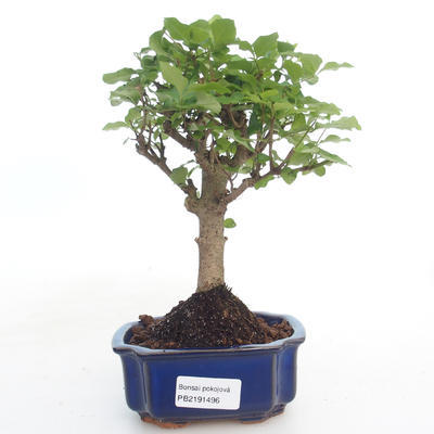 Indoor bonsai -Ligustrum chinensis - Privet PB2191496 - 1