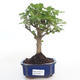 Indoor bonsai -Ligustrum chinensis - Privet PB2191496 - 1/3