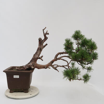 Outdoor bonsai - Pinus sylvestris Watereri - Forest pine - 1
