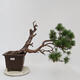 Outdoor bonsai - Pinus sylvestris Watereri - Forest pine - 1/5