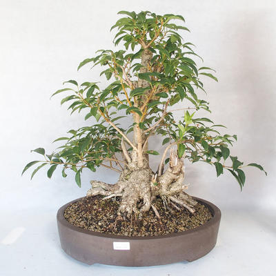 Outdoor bonsai - Forsythia - Forsythia - 1