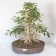 Outdoor bonsai - Forsythia - Forsythia - 1/5