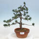 Outdoor bonsai - Pinus parviflora - Small pine tree - 1/4