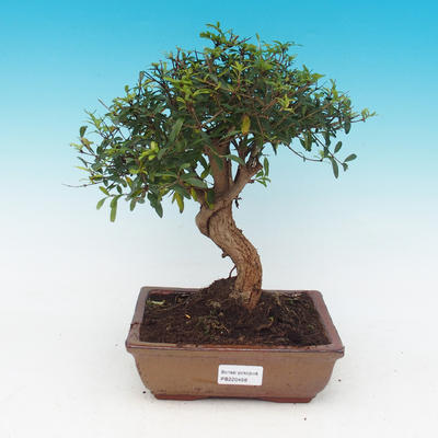 Room bonsai-Punica granatum nana-Pomegranate - 1