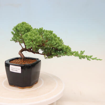 Outdoor bonsai - Juniperus procumbens - Prostrate Juniper