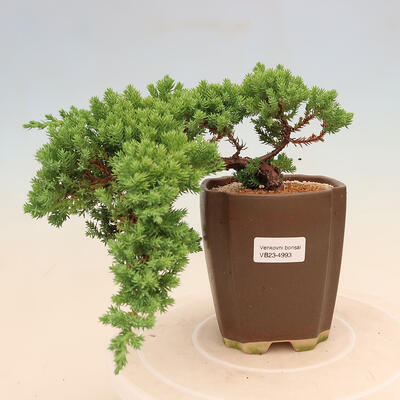 Outdoor bonsai - Juniperus procumbens - Prostrate Juniper