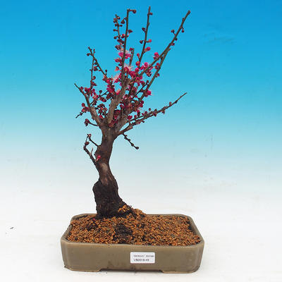 Outdoor bonsai - Japanese apricot - Prunus Mume - 1