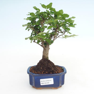 Indoor bonsai -Ligustrum chinensis - Privet PB2191491 - 1