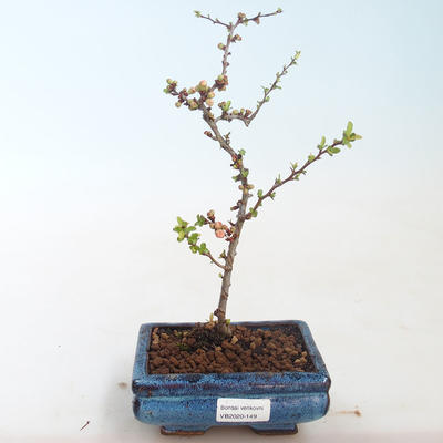 Outdoor bonsai - Chaenomeles spec. Rubra - Quince VB2020-149 - 1