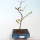 Outdoor bonsai - Chaenomeles spec. Rubra - Quince VB2020-149 - 1/3