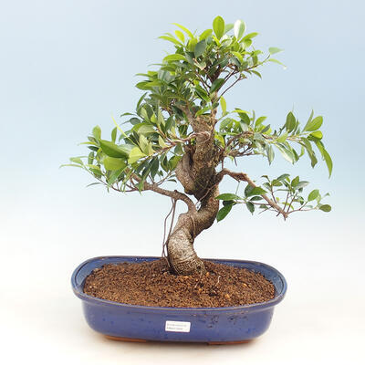 Indoor bonsai - small-leaved ficus