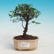 Room bonsai - Sagerécie thea - Sagerécie thea - 1/4