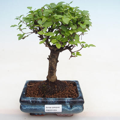 Indoor bonsai -Ligustrum chinensis - Bird's beak PB2201224 - 1