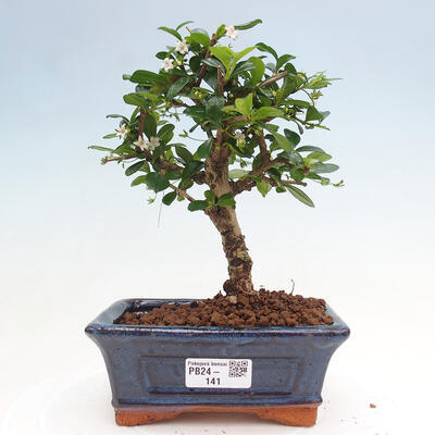 Room bonsai - Carmona macrophylla - Tea fuki - 1