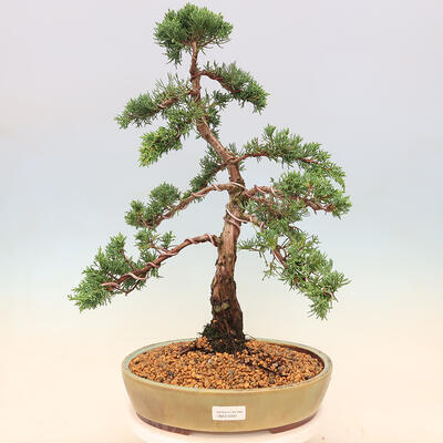 Outdoor bonsai - Juniperus chinensis Kishu - Chinese juniper - 1