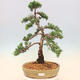 Outdoor bonsai - Juniperus chinensis Kishu - Chinese juniper - 1/5