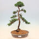 Outdoor bonsai - Juniperus chinensis - Chinese Juniper - 1/5
