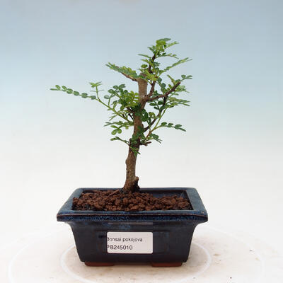Indoor bonsai - Zantoxylum piperitum - pepper tree - 1