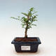 Indoor bonsai - Zantoxylum piperitum - pepper tree - 1/5