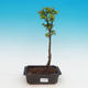 Outdoor bonsai -Javor malolistý SHISHIGASHIRA - 1/2