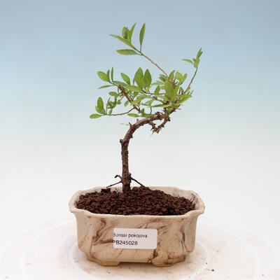 Indoor bonsai - Gentian tree-Solanum rantonnetii - 1