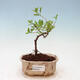 Indoor bonsai - Gentian tree-Solanum rantonnetii - 1/3