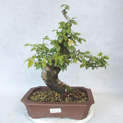 Outdoor bonsai-Ulmus Glabra-Solid clay - 1