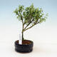 Indoor bonsai - Serissa foetida Variegata - Tree of a Thousand Stars - 1/2