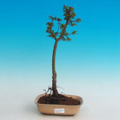 Outdoor bonsai -Javor malolistý SHISHIGASHIRA - 1