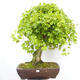 Outdoor bonsai - Baby maple - Acer campestre - 1/5